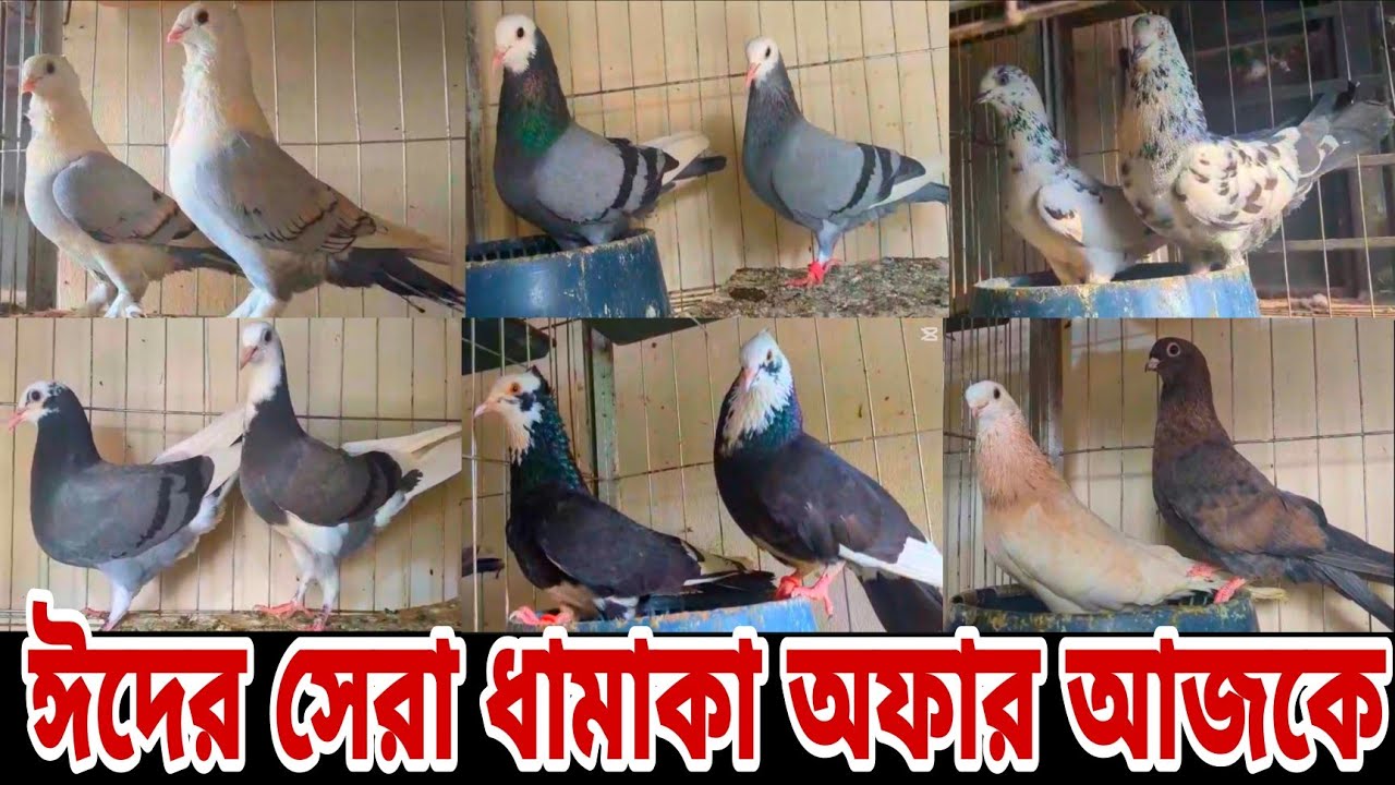 🌹ঈদের বিশেষ ধামাকা অফার লুফে নিন ইতিহাসের সেরা অফার লুফে নিন আজকে আলমগীর ভাইয়ের খামার থেকে🌹🌹🌹