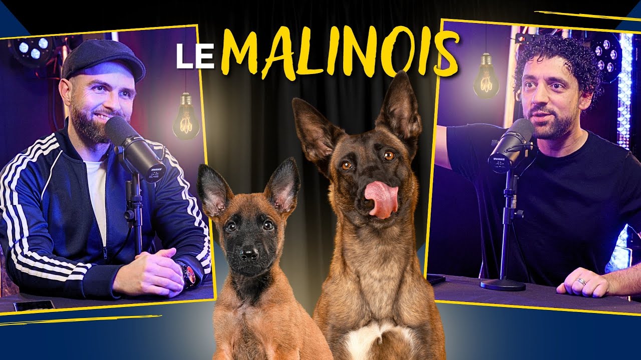 Le MALINOIS