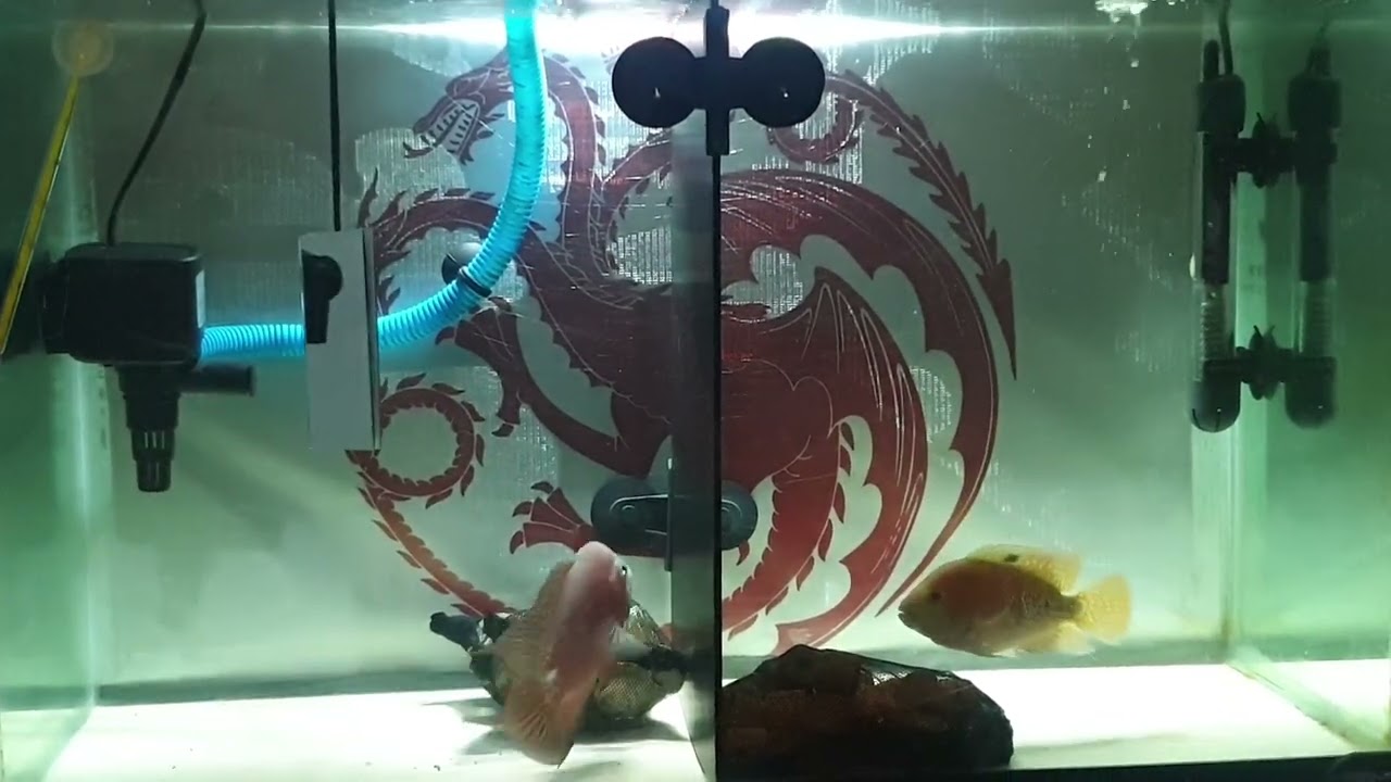 male/female SRM