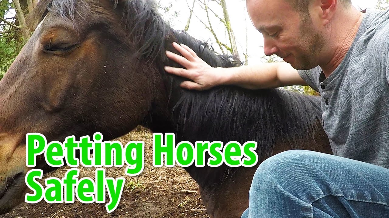 Safety Around Horses: Safe Ways to Pet Horses and Reading Horse Behaviors