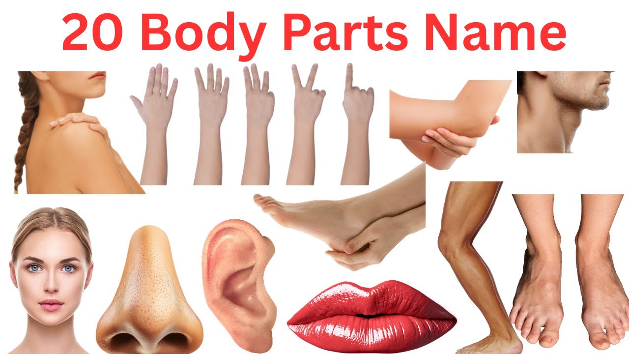 20 शरीर के अंग सीखें बच्चों के लिए | Learn 20 Body Parts Names for Kids with Pictures and Sound
