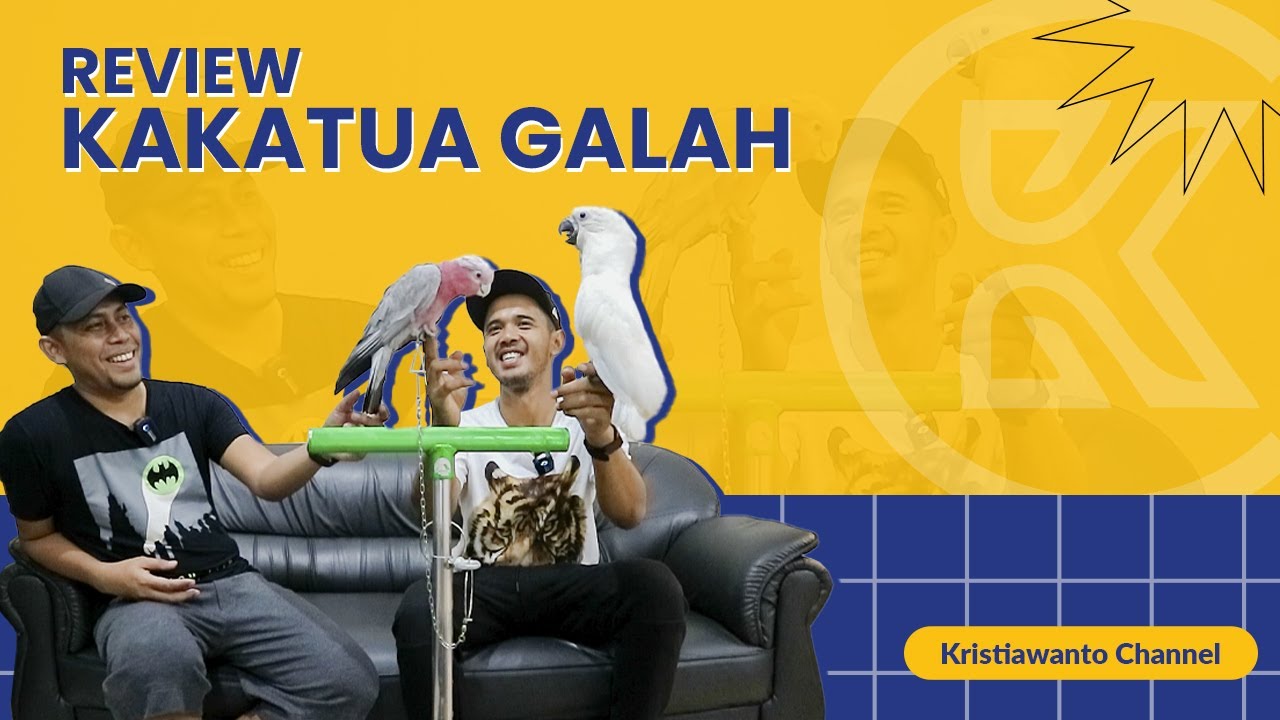 REVIEW KAKATUA GALAH