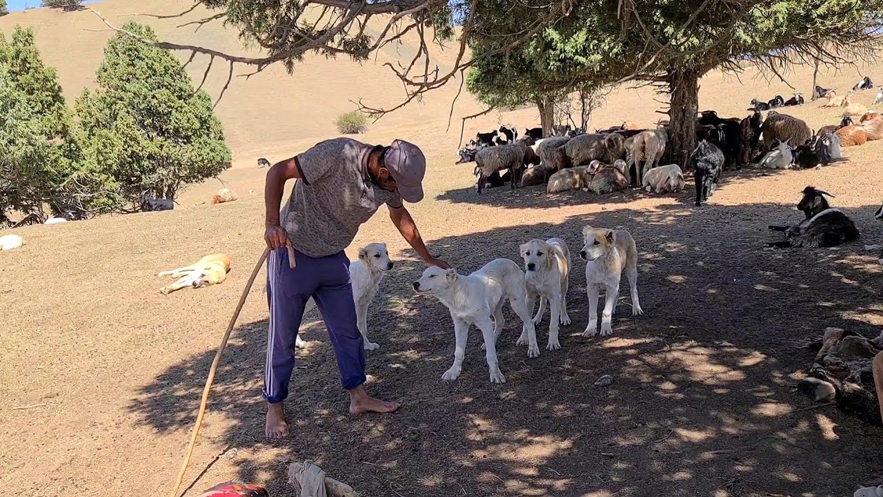 Alabai Boris is a Killer of Wolves 2`