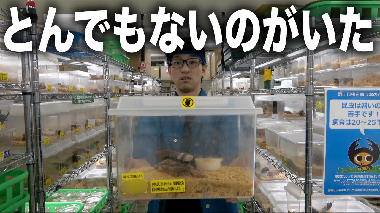 数ヶ月ぶりに最大手昆虫ショップにお邪魔したら店内ヤバイことになっていた
