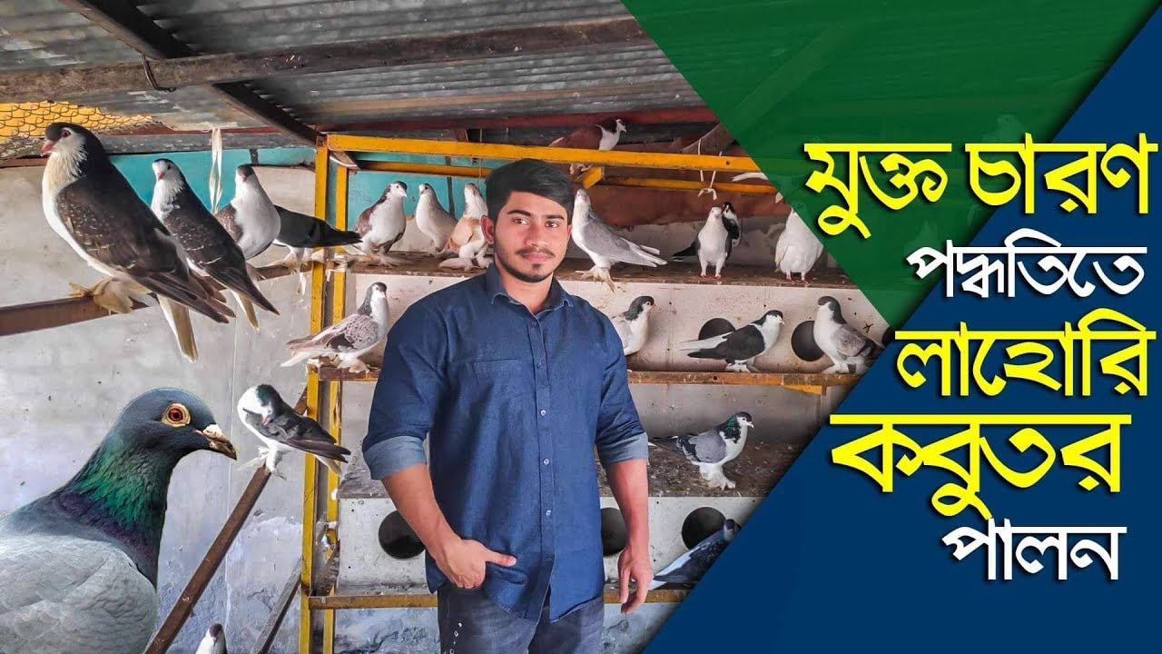 কলোনি পদ্ধতিতে লাহোরি কবুতর পালন করে সফল নরসিংদীর মোসারফ স্যার Pigeon farming Narsingdi