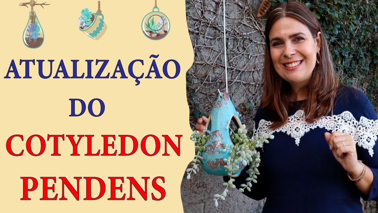 ENCHER O VASO sem gastar mais com Cotyledon Pendens /Grazi Bittencourt