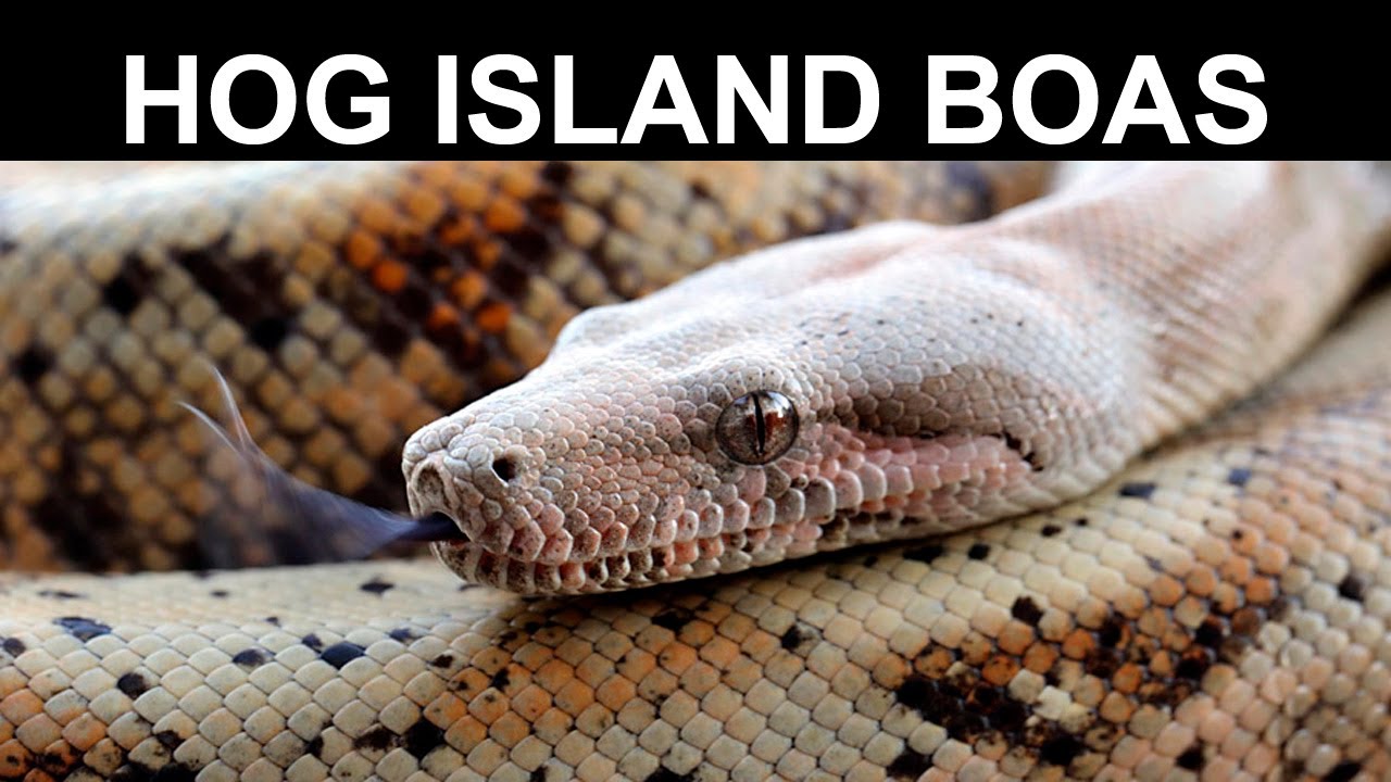 Hog Island Boas- Holdbacks and Breeding Update