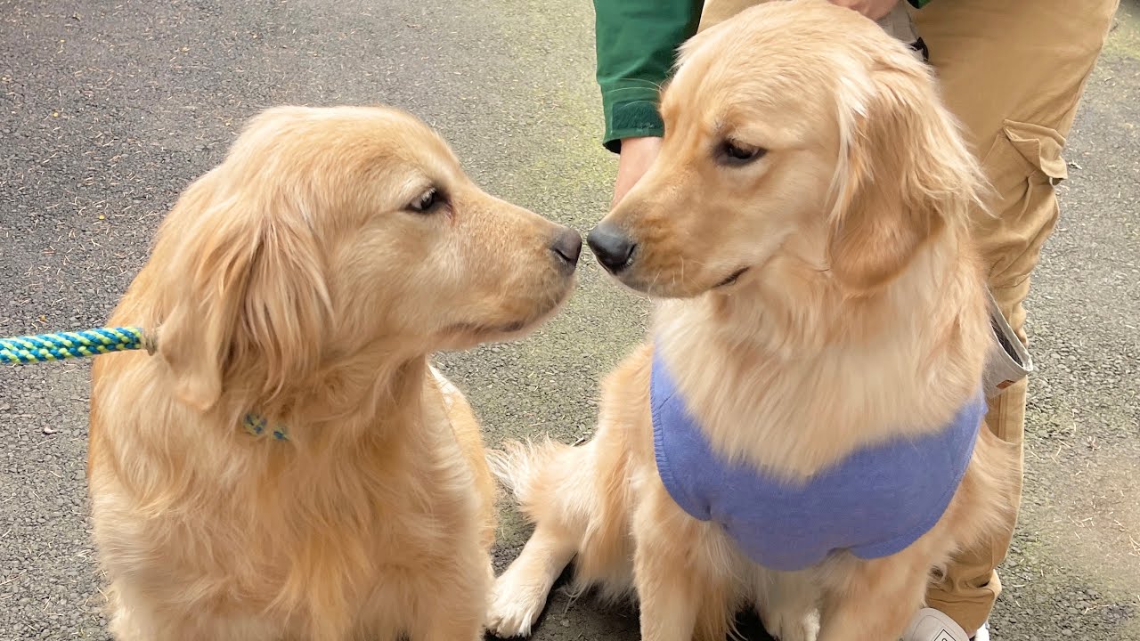 愛犬のパパとママに一年ぶりに会ってきました