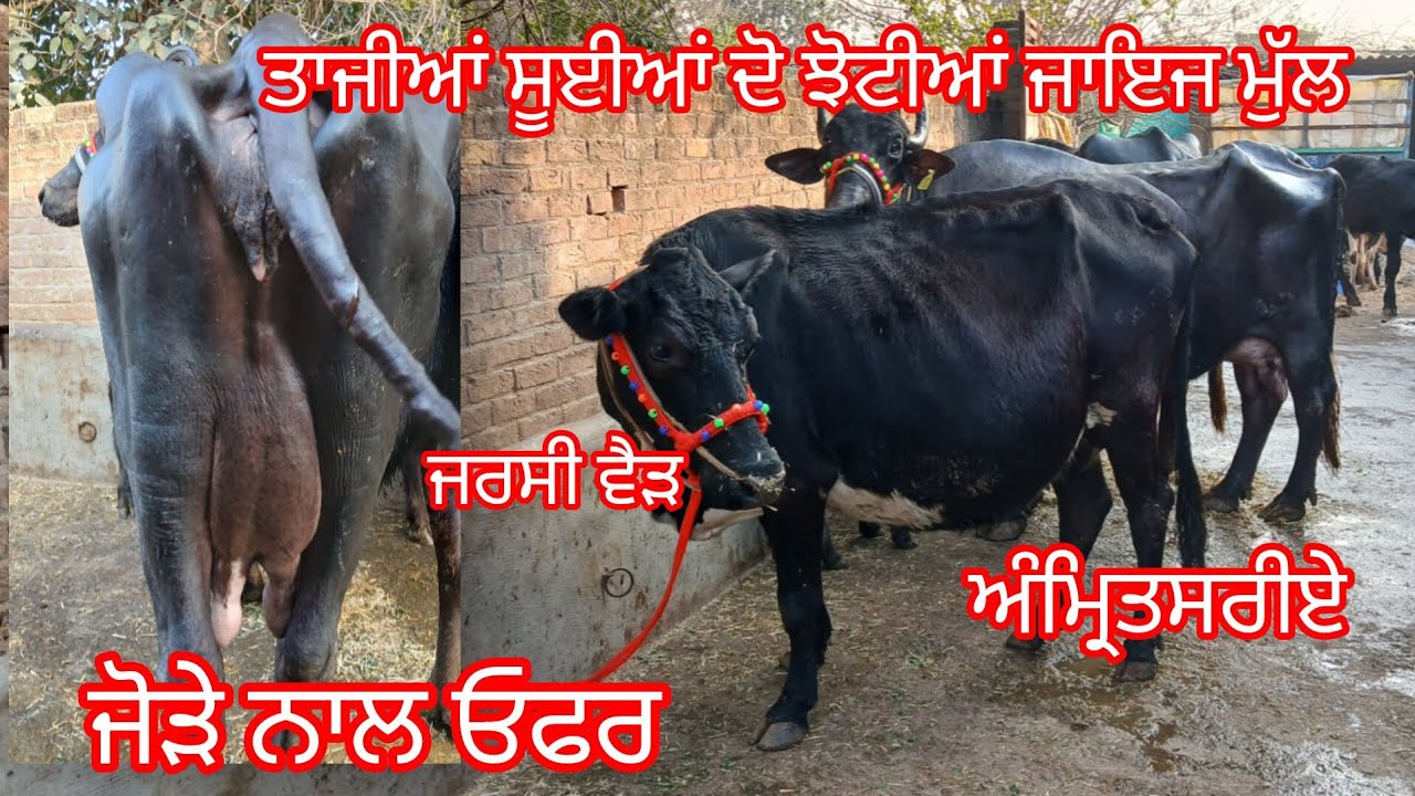 ਤਾਜ਼ੀਆਂ ਸੂਈਆਂ ਦੋ ਝੋਟੀਆਂ ਜਰਸੀ ਵੈੜ ਬਿਲਕੁਲ ਜਾਇਜ ਰੇਟ /buffalo and cow for sale /cheema dairy farm 
