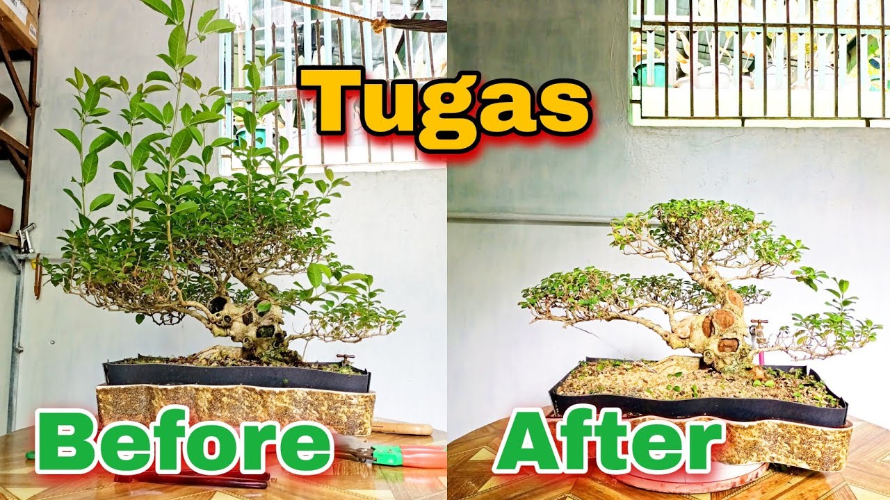 WORKSHOP OF TUGAS BONSAI TREE