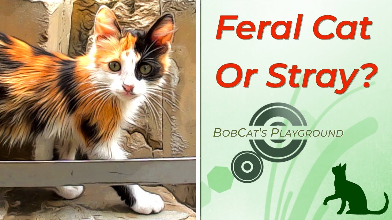 Feral Cat or Stray? | BobsCat Playground Episode 19