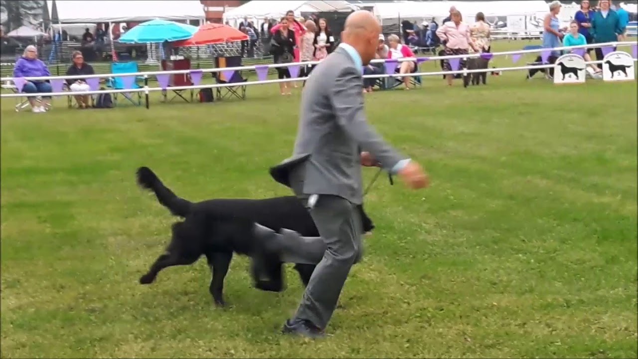 Flat-Coated Retriever 2018 National Specialty