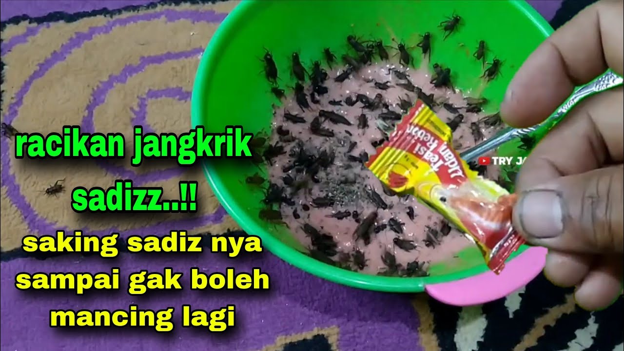 Racikan umpan jangkrik paling ampuh untuk lele harian Galatama dan lomba #133
