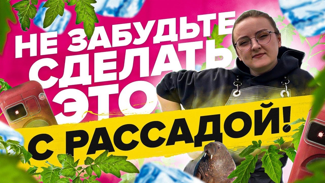 ЗАКАЛКА РАССАДЫ И СРОК ВЫСАДКИ!