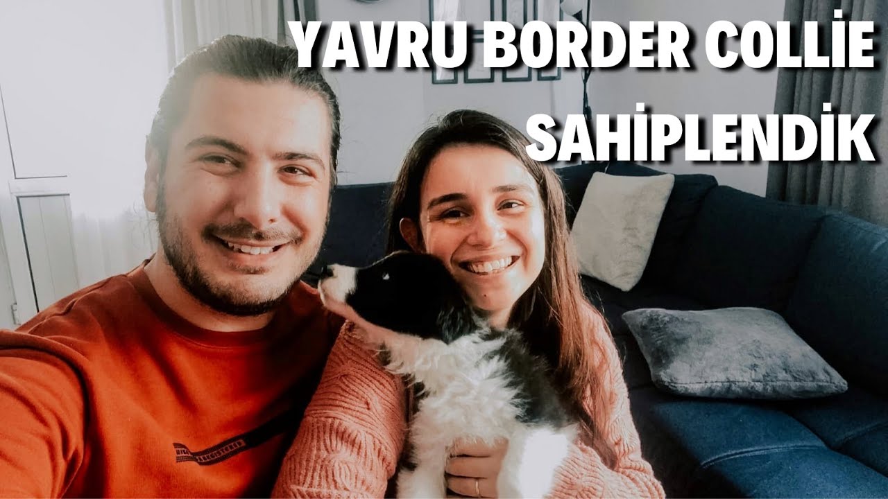 YAVRU BORDER COLLİE SAHİPLENDİK | YAVRU KÖPEKLE EVDE İLK GÜNLER