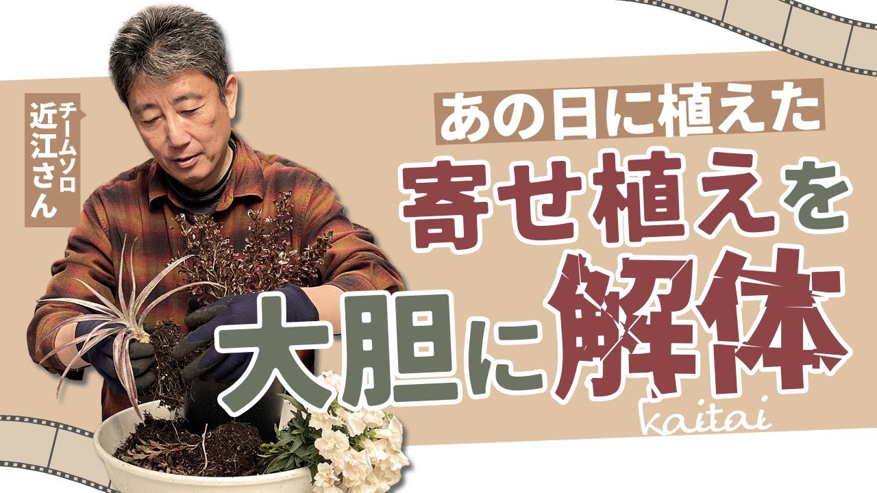 あの日の寄せ植え 解体ショー！キンギョソウ・ガーデンシクラメンなどの寄せ植えを大胆に解体