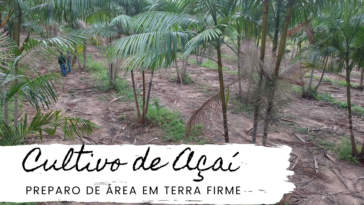 PREPARO DE ÁREA DO AÇAÍ EM TERRA FIRME | Produção de açaí em terra firme