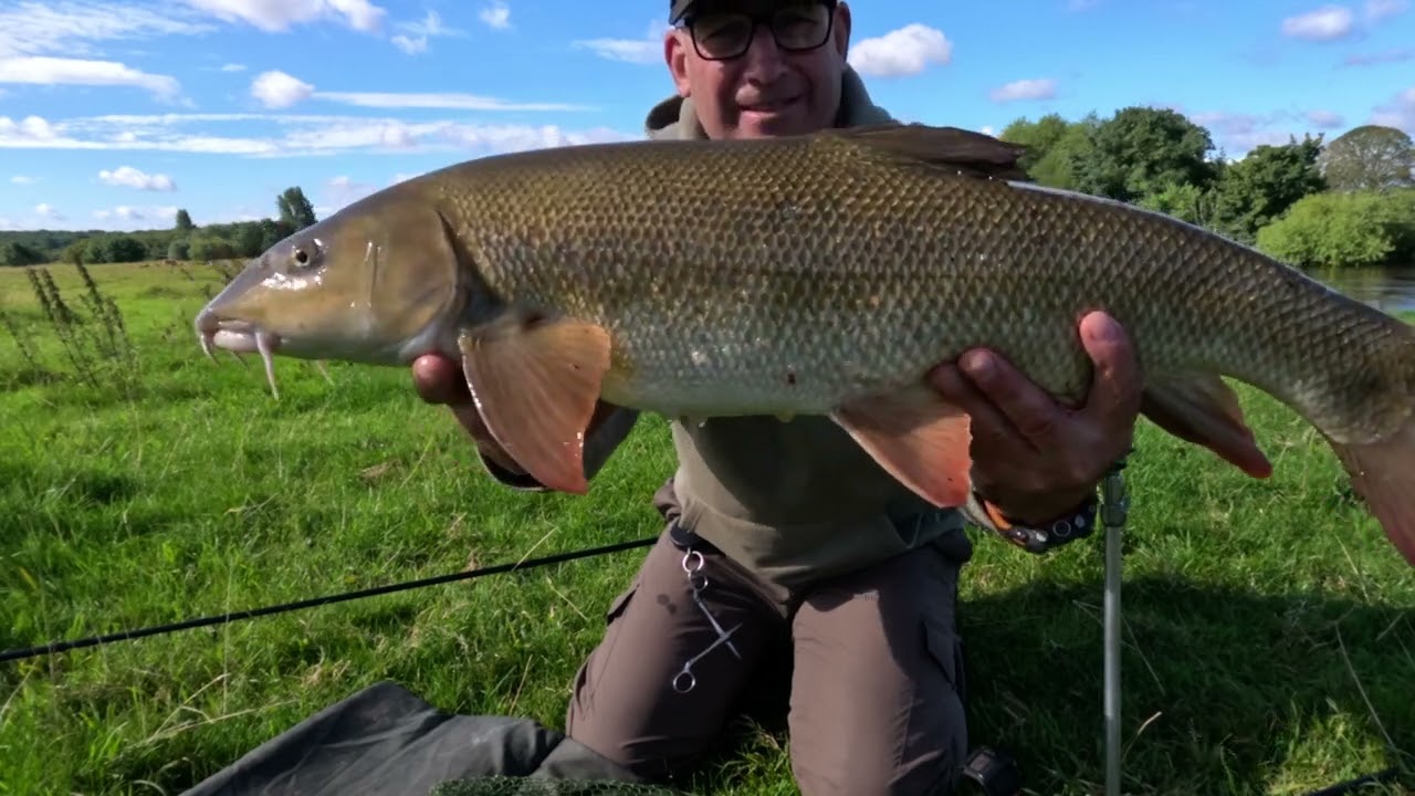 River Wharfe barbel (2 P.Bs)