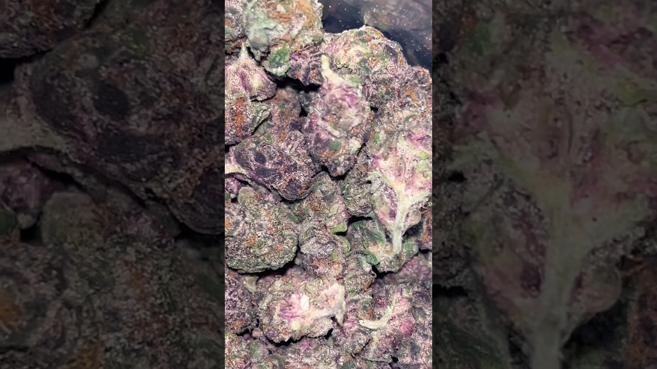 🍇Grape Ape 🦍 ~ THCA Small Buds ~ Bulk Indoor Smalls #freetheplant #420community #exotic