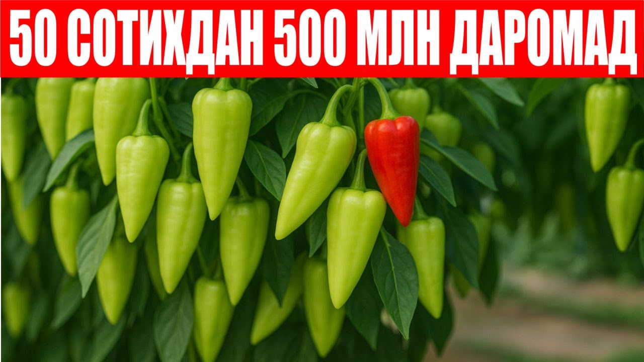 Ява F1: Ўтган йилги натижалар такрорланди 50 сотихдан 500 млн даромад
