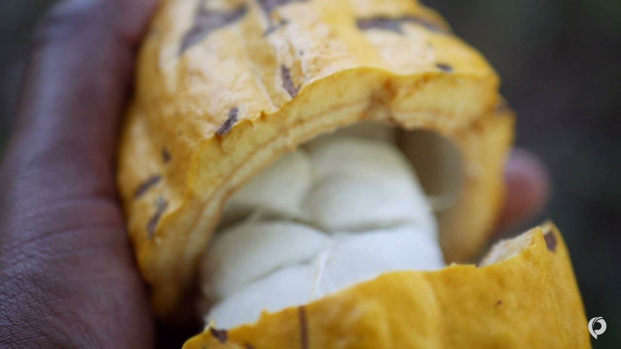 ProDominicana TV - EL CACAO DOMINICANO