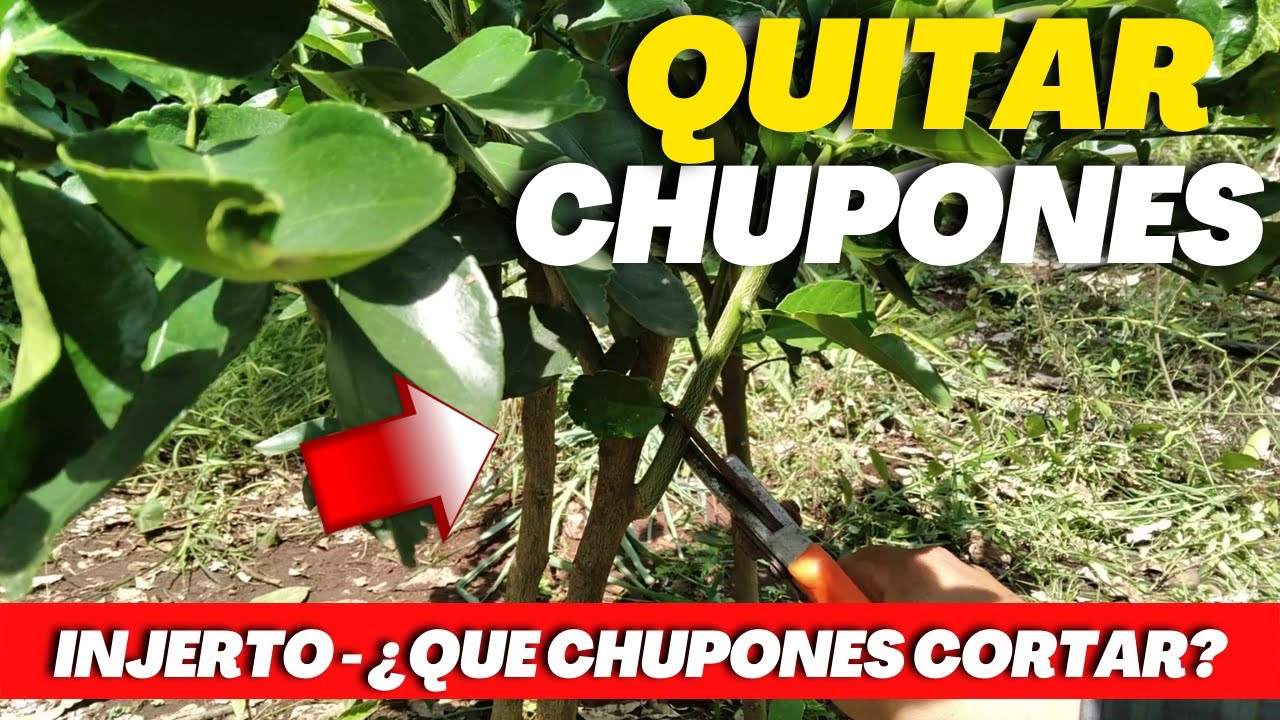 MATARA TU INJERTO de Limón si NO Cortas los Chupones del Porta Injerto (Patrón) de limonero CÍTRICOS