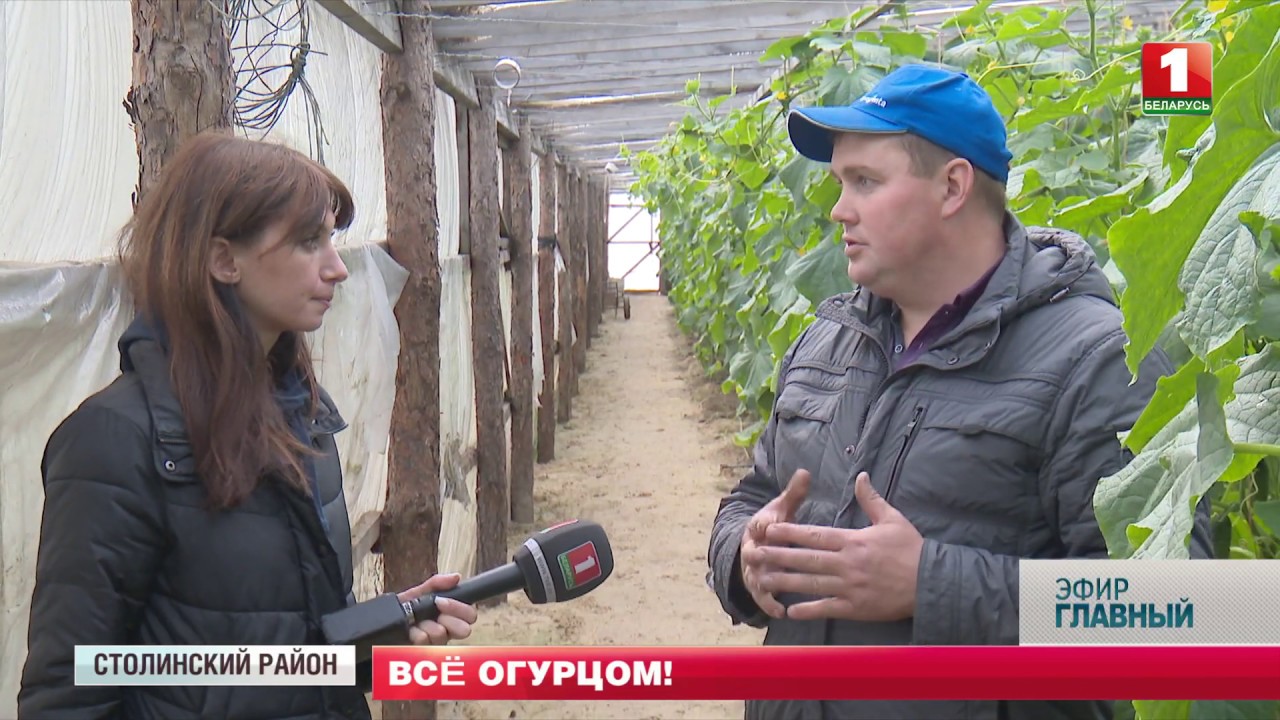 About the hard life of chasing a fresh cucumber. Main broadcast