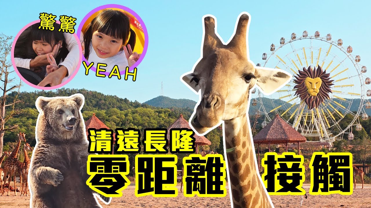 🦒清遠長隆親子遊攻略 🏰 住長頸鹿酒店、睇獅子BB做直播！🦁 請安熊熊、水豚、小馬碌地沙，小朋友玩到唔捨得走? 