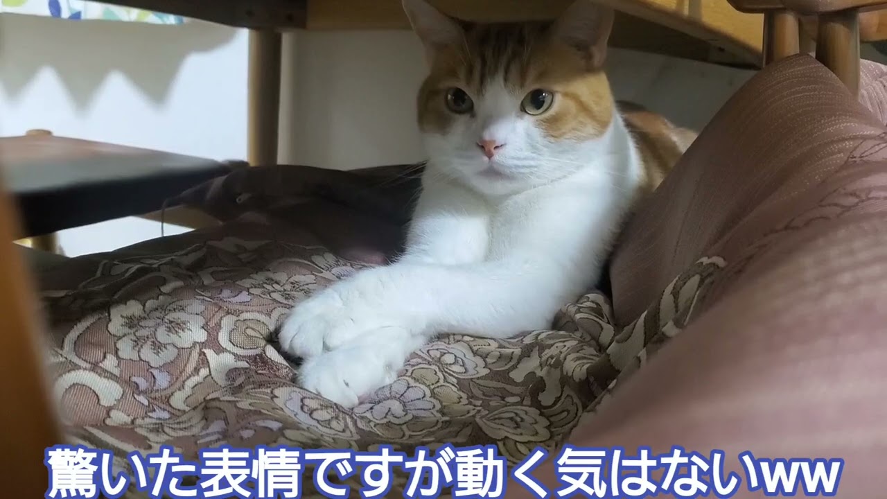 椅子の下に座ってただけなのに人間にイタズラされた猫の姿です
