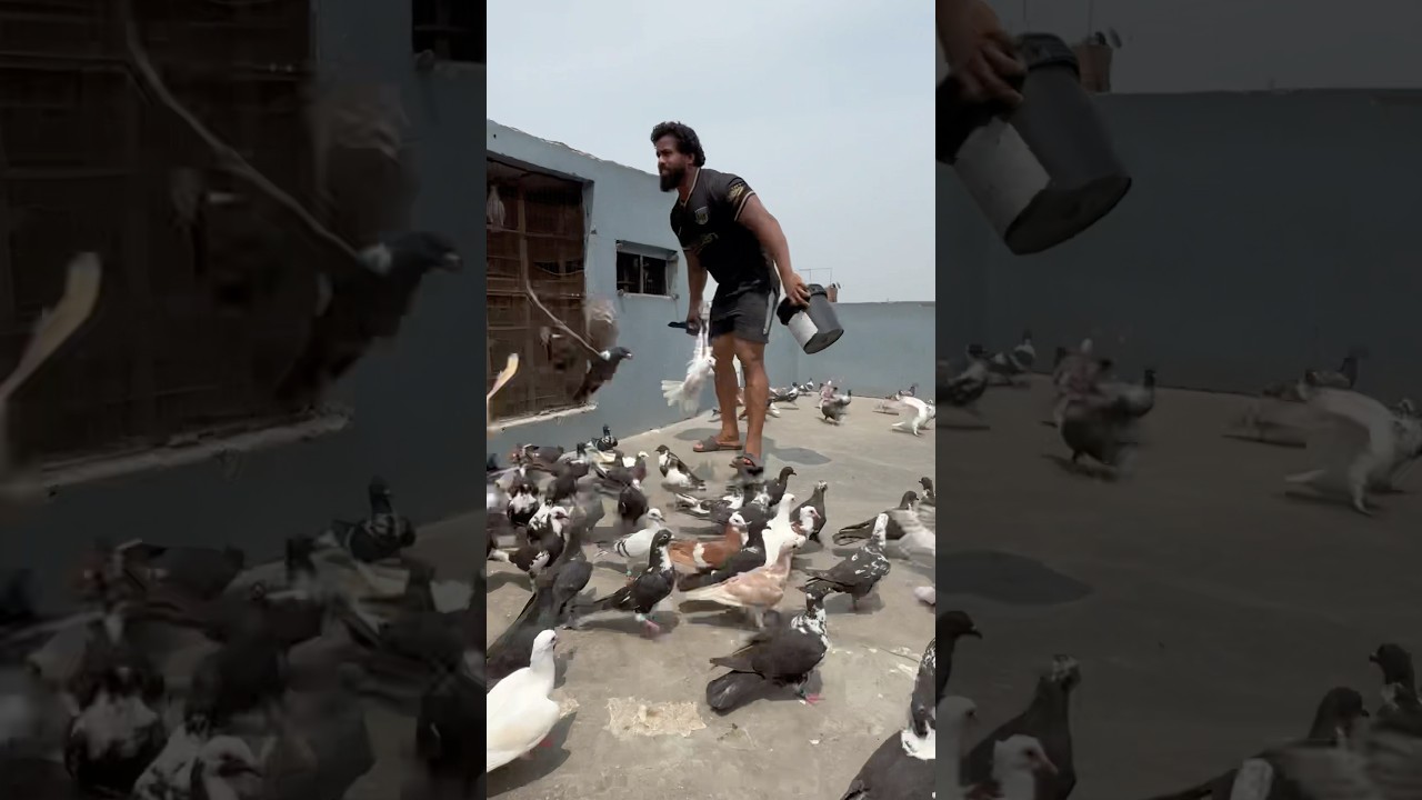 PAkda leya #kabootar #bird #pigeon #trending #viral #shortvideo #foryou #shortsfeed