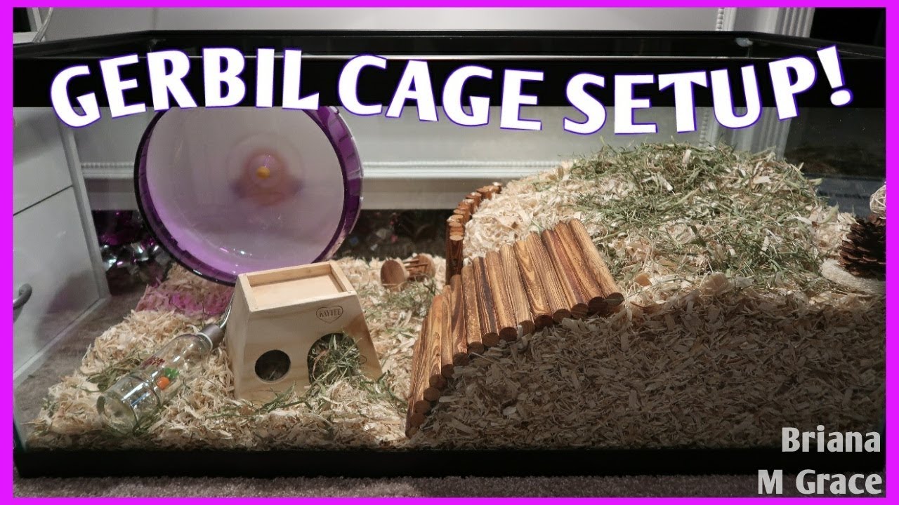 SETTING UP MY GERBIL CAGE! | Briana M Grace
