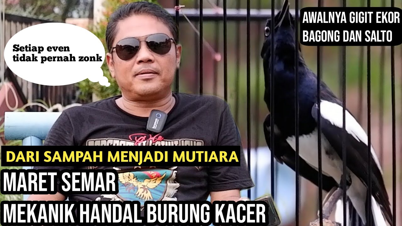 Cara mengatasi Kacer cabut bulu ekor [ Ritual khusus sebelum Kacer turun lomba ]