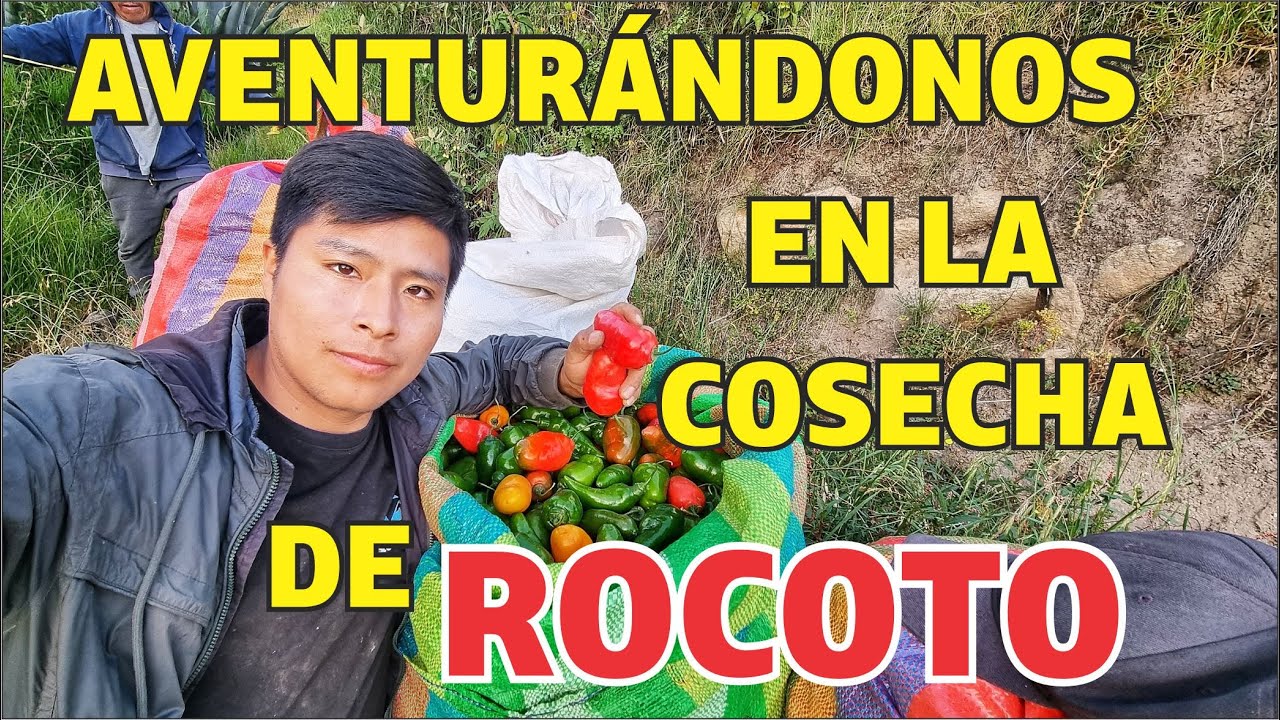Así cosechamos ROCOTO en la sierra PERUANA  Panash - Yungay - Ancash