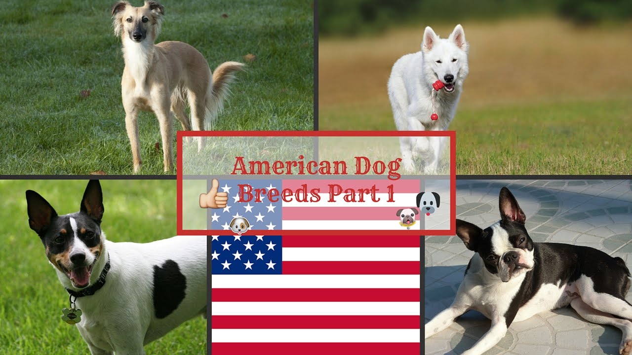 American Dog Breeds Part 1