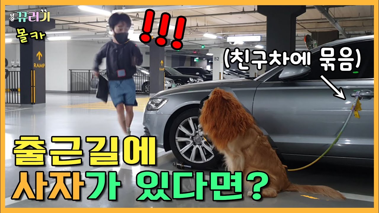 (SUB) (몰카) 출근길 내 차 앞에 사자가 있다면? ㅋㅋㅋㅋㅋㅋ