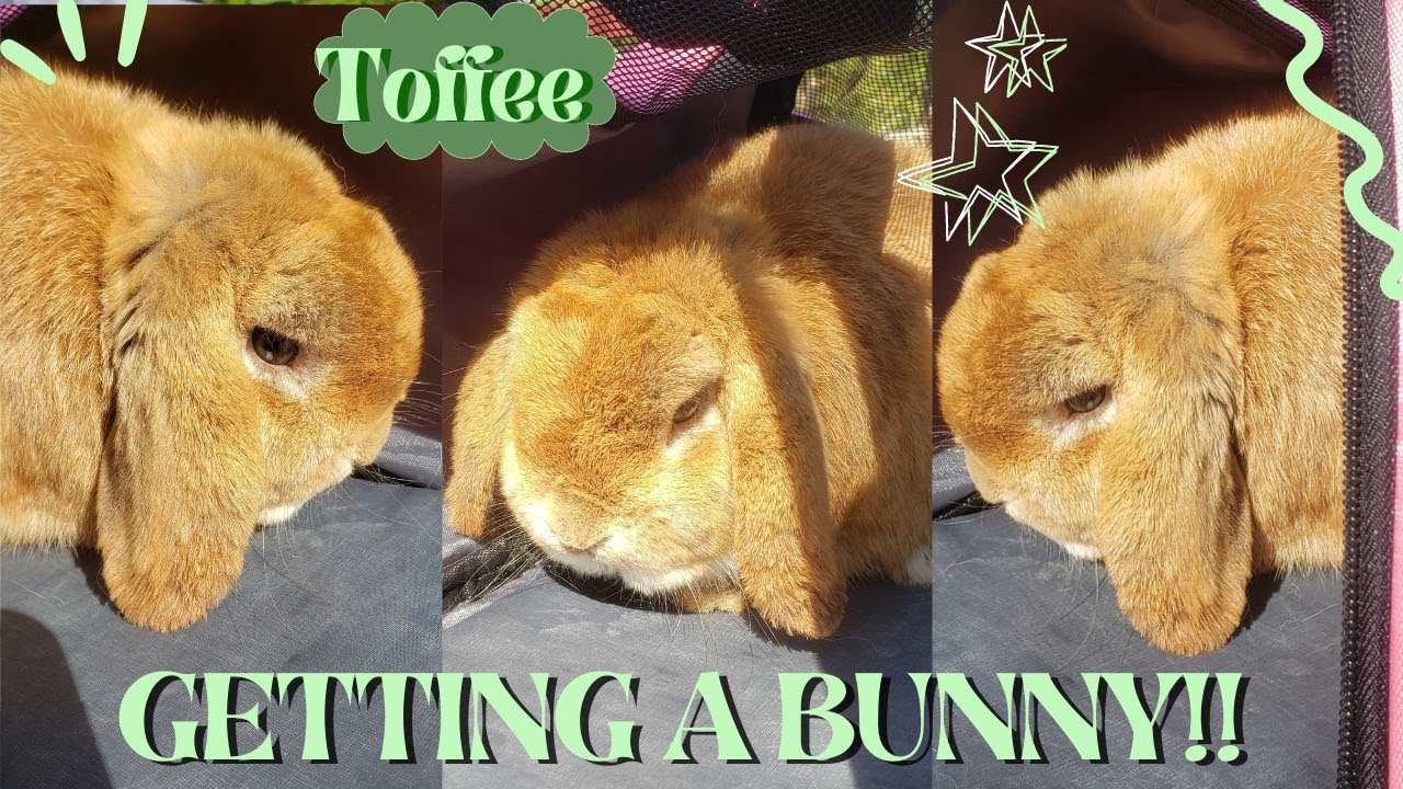 BRINGING HOME A NEW BUNNY | bunny adoption vlog 2023 (meet Toffee 🤎🐇)