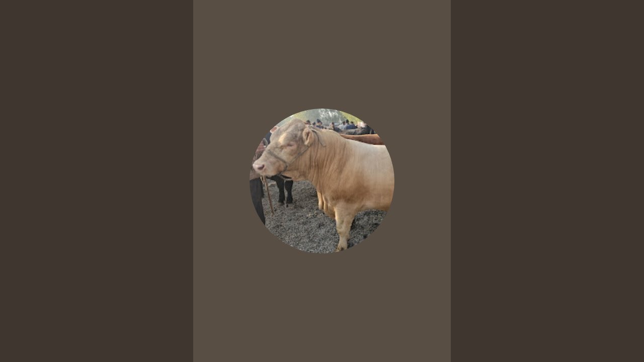 Real rancho в прямом эфире!