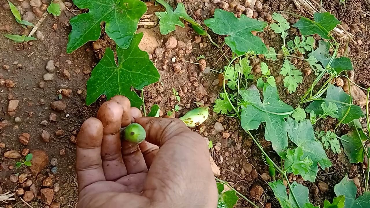 కూరగాయలు ఎన్ని రకాలు దొరికాయి  తెలుసా Big harvest today in my feild