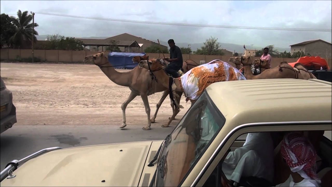مسيره منقيه :- الشيخ معمر بن عبدالله الرواس