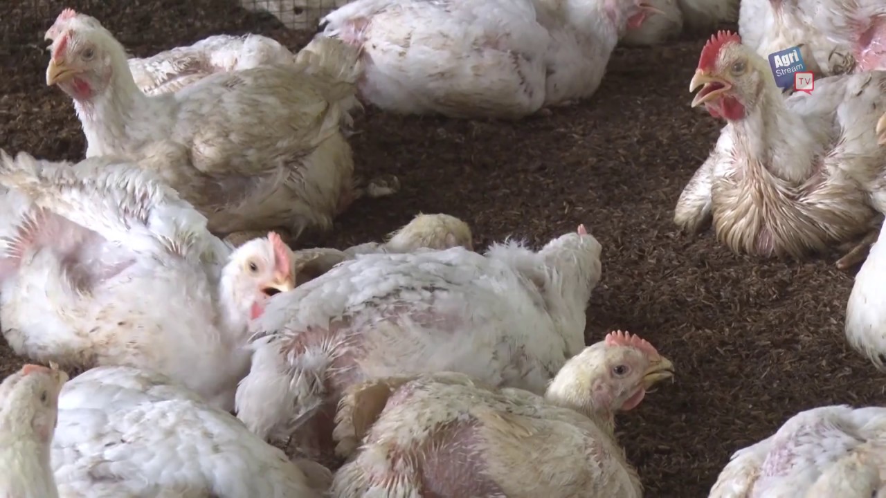 AgriStream TV - Cara Beternak Ayam Broiler Probiotik