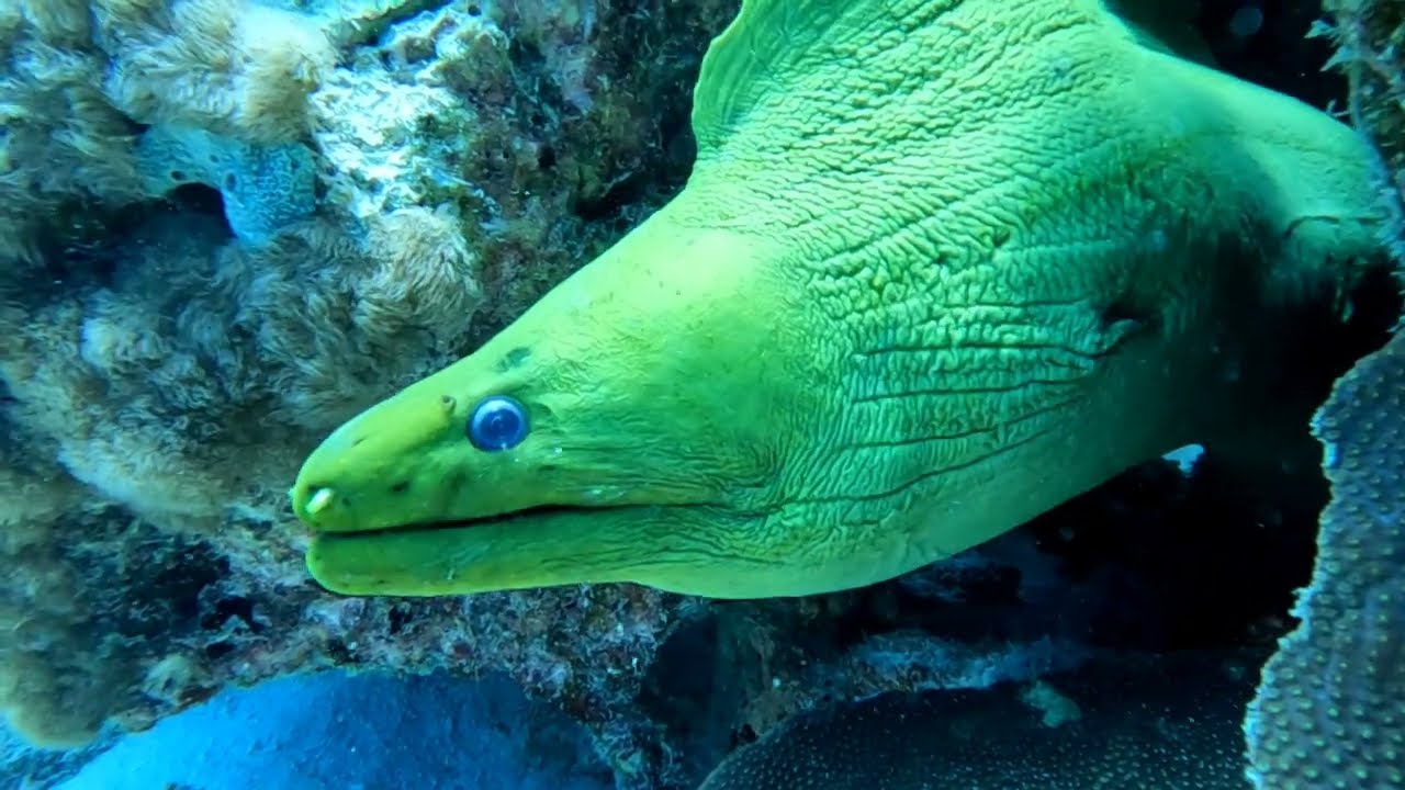 Dive Site: 