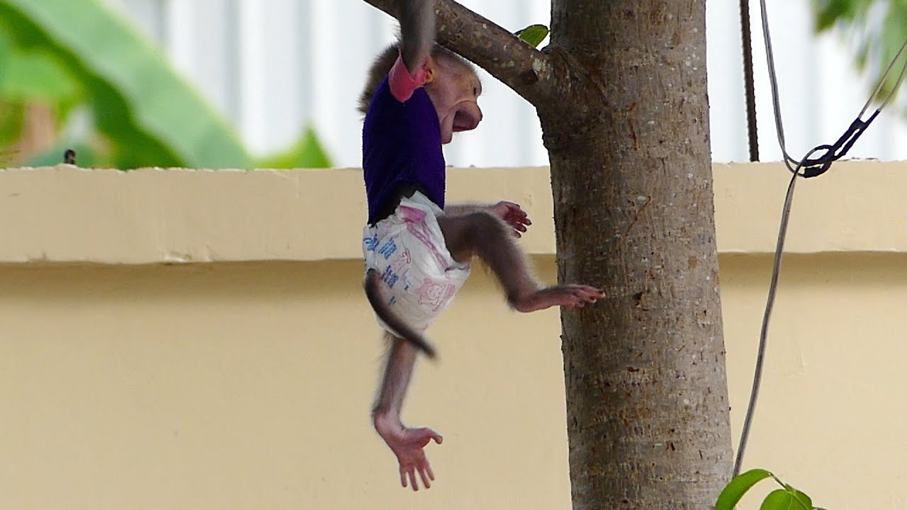 Alan cry... Baby monkey Alan cry hug climb trees