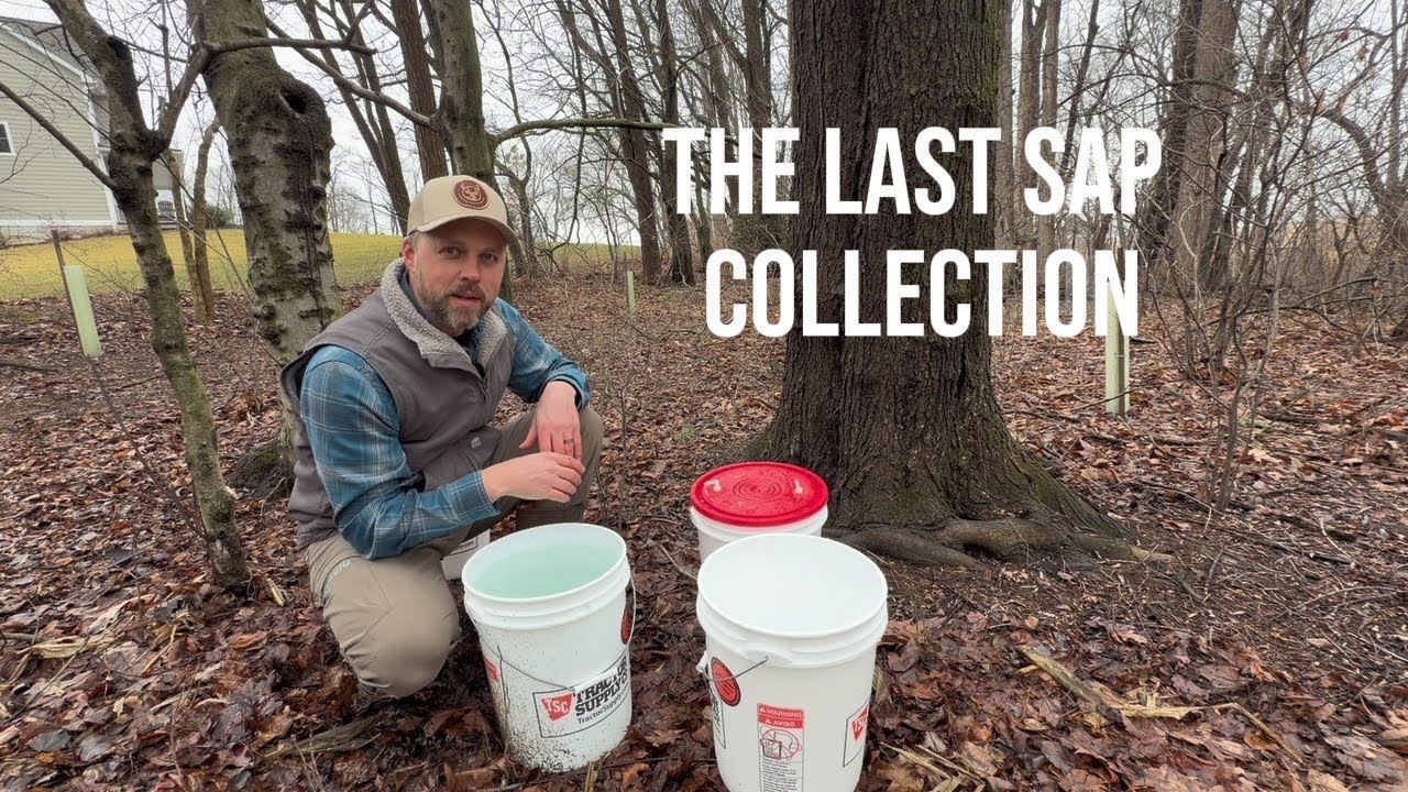 Maple Syrup Season Coming to a Close