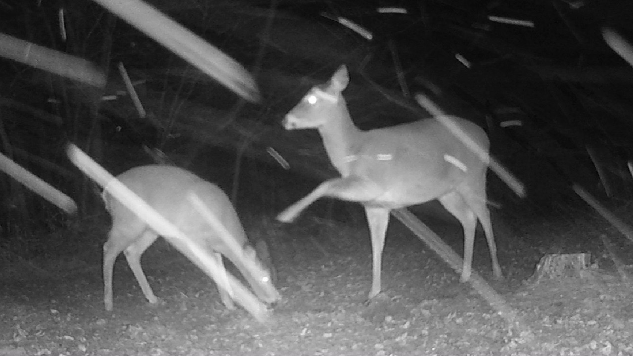 𐂂 Real Life Bambi #1754 𔑴 #asmr #animallovers #notai #relaxation #forcats #fallasleep