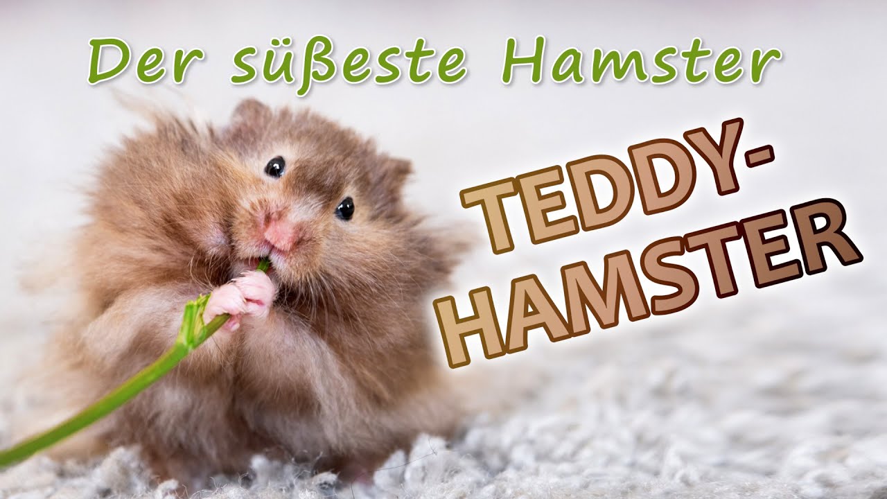 Teddyhamster Pflegeguide: Tipps f&uuml;r langes Fell | Expertenrat f&uuml;r optimale Pflege
