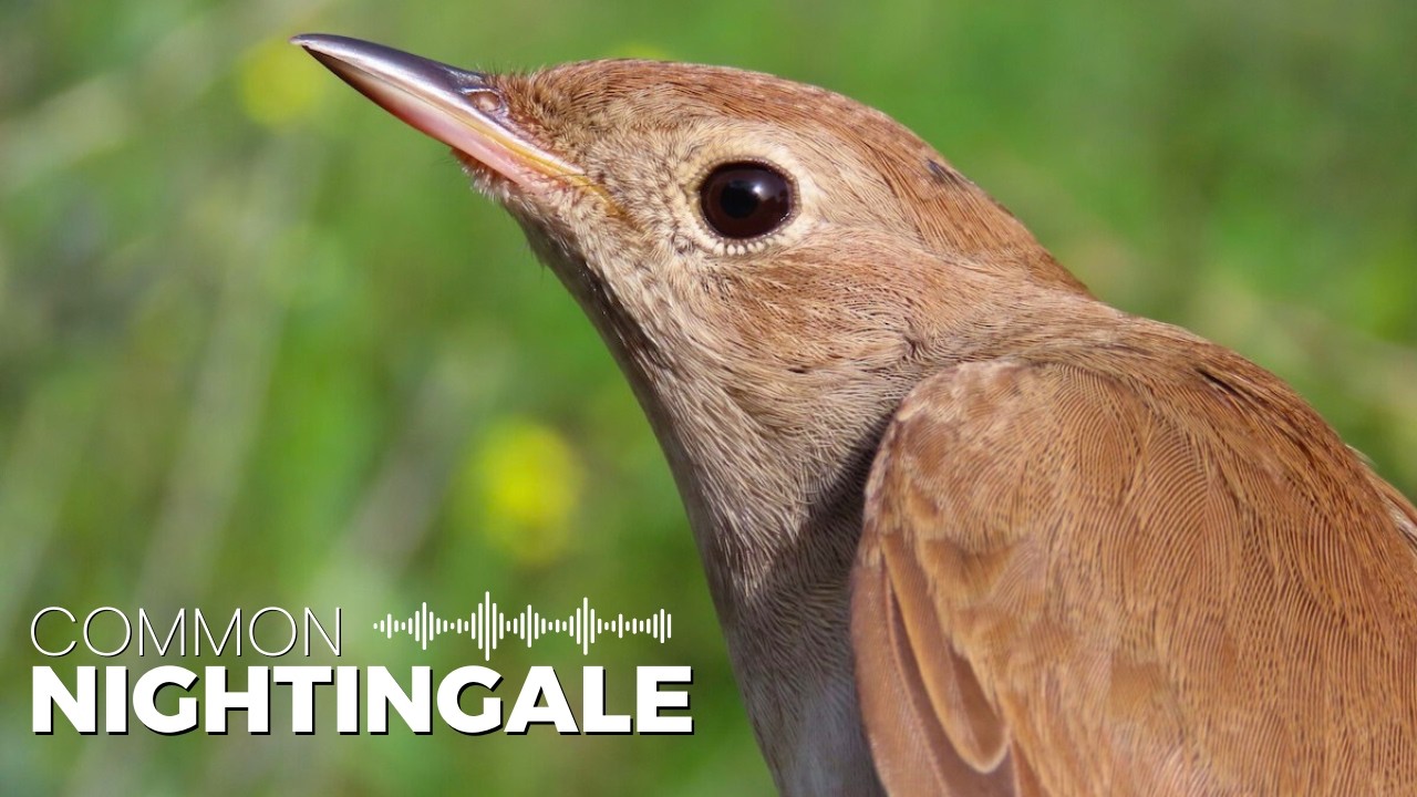 Nightingale Singing at Dusk | Pure Field Recording in HD