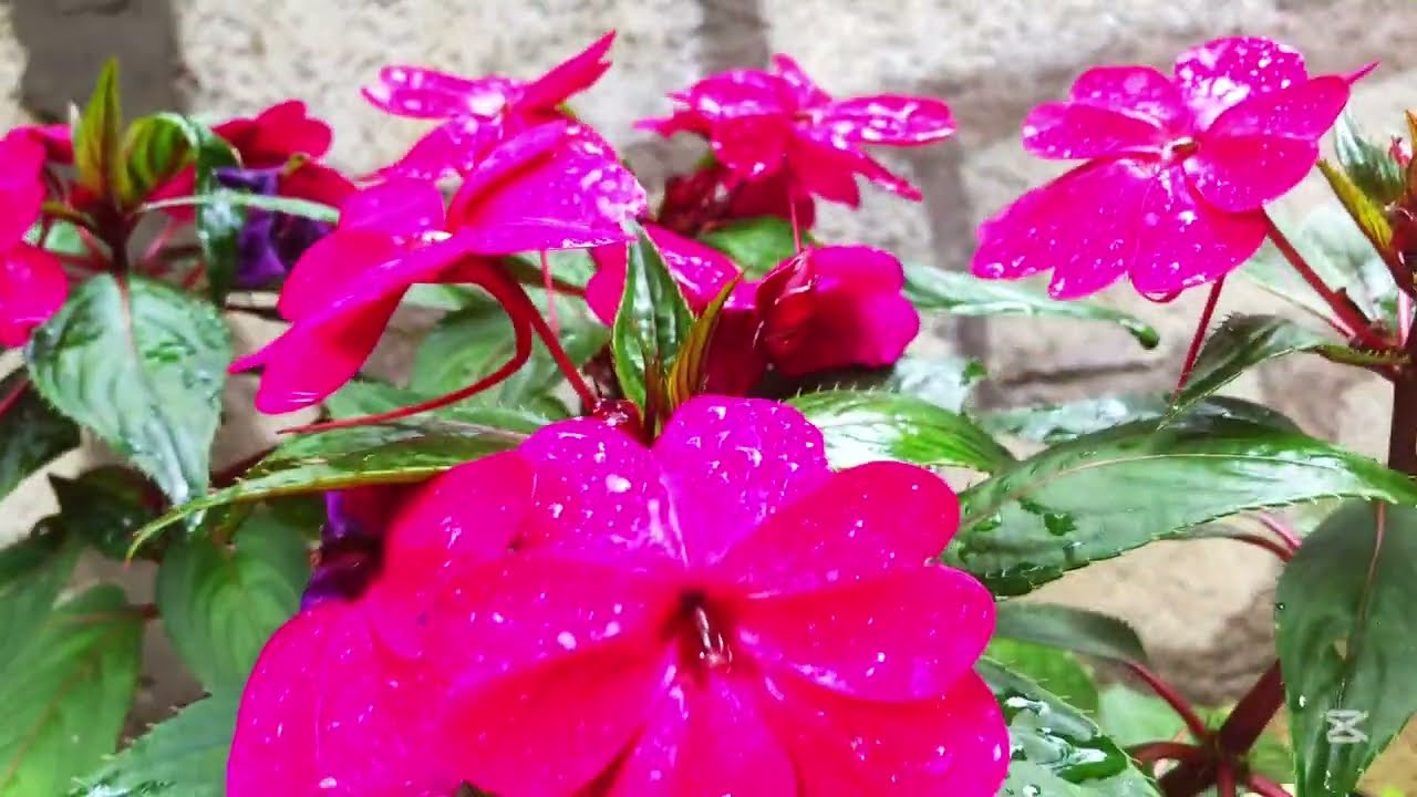 මල් හිටවන්න මුදල් ඕනිමද..life with sula🌹🌹