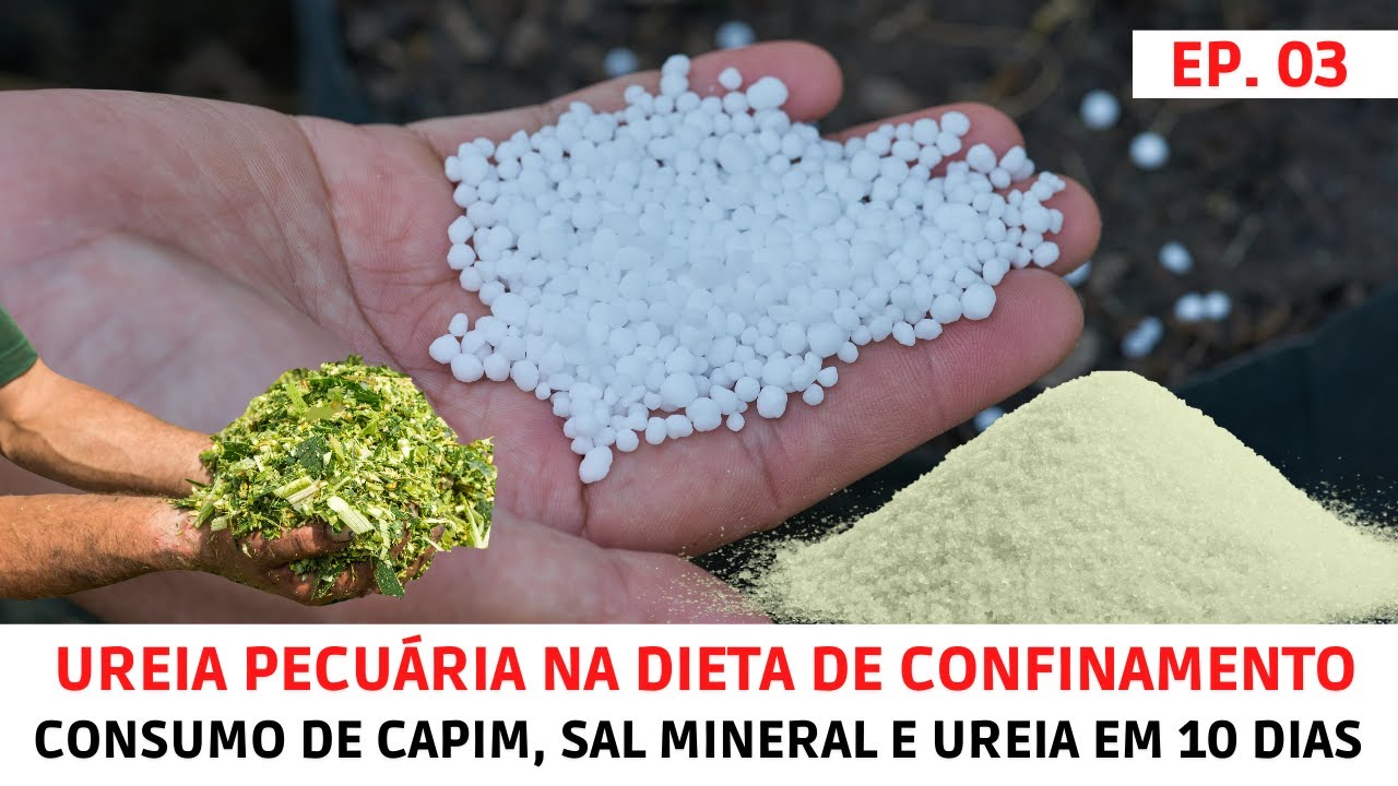 Ureia Pecuária com Sulfato de Amônio no Confinamento de Bezerros