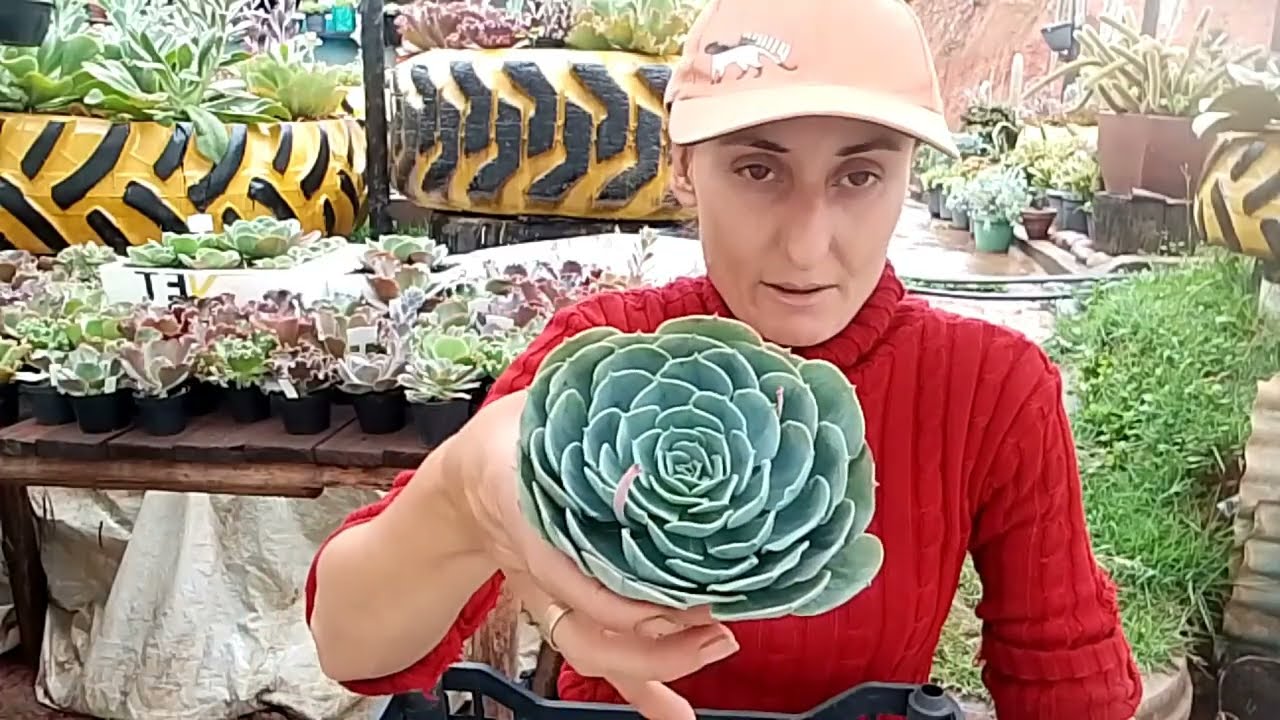 Glaucas, Plantio e replante de algumas 🪷 😍