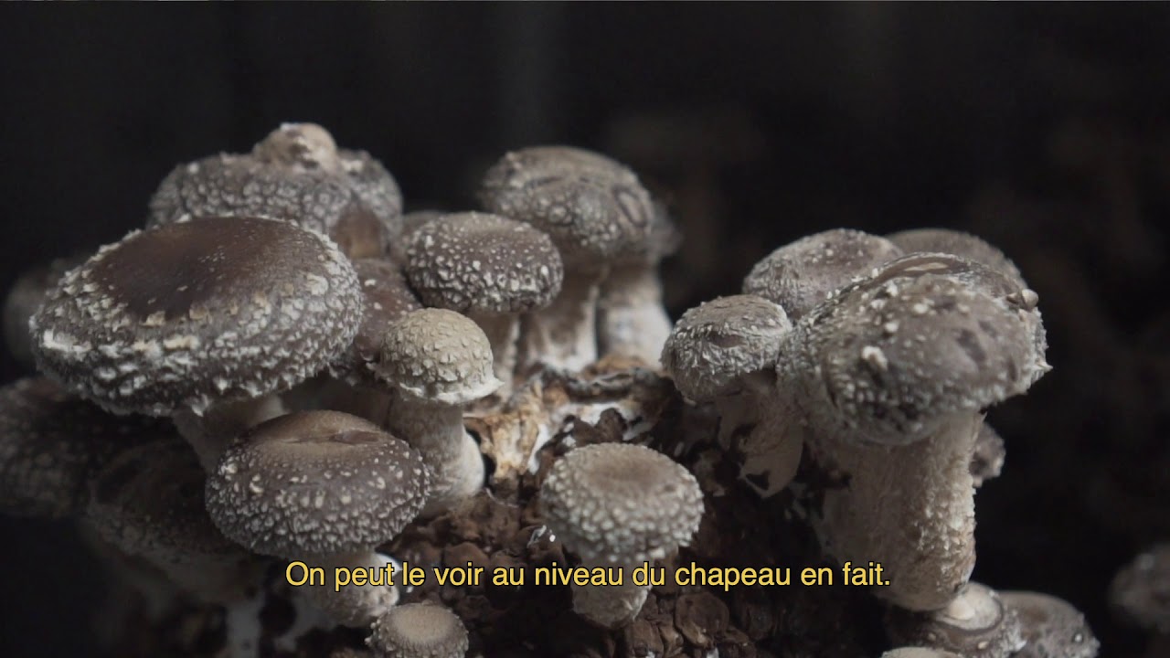 2021 - SEMAINE 8 - LES CHAMPIGNONS DE LA MYCOSPHERE : LE SHITAKE